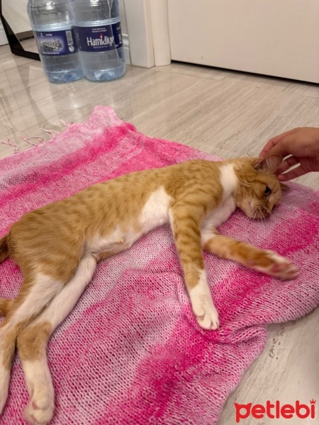 Sarman, Kedi  Balım fotoğrafı
