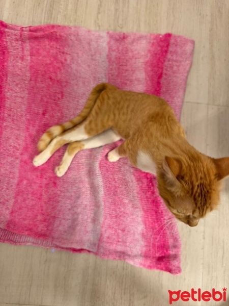 Sarman, Kedi  Balım fotoğrafı