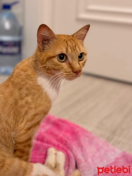 Sarman, Kedi  Balım fotoğrafı