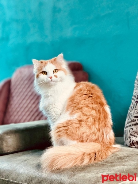 İran Kedisi (Persian), Kedi  PAMUK fotoğrafı
