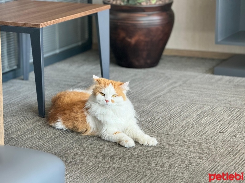 İran Kedisi (Persian), Kedi  PAMUK fotoğrafı