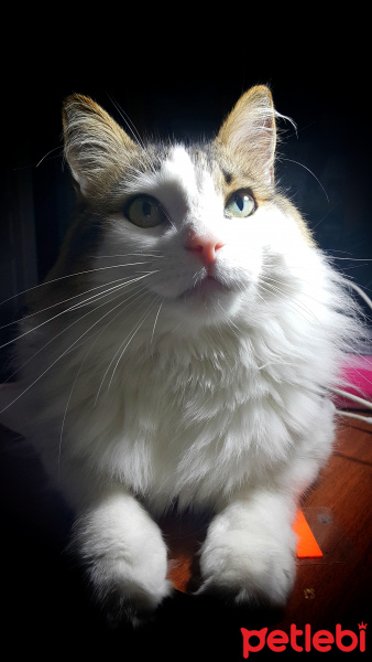 Tekir Kedi, Kedi  KAMİL fotoğrafı