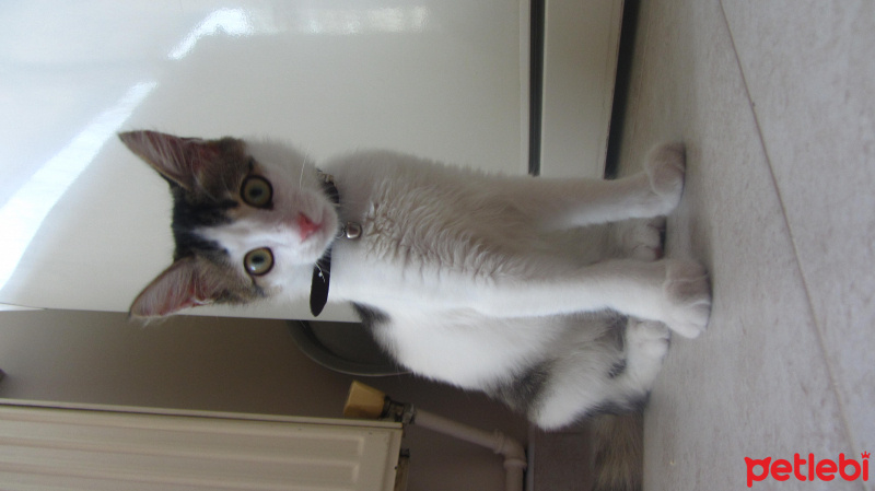Tekir Kedi, Kedi  KAMİL fotoğrafı
