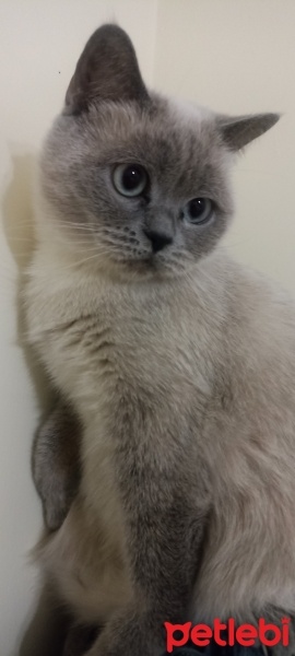 British Shorthair, Kedi  Koko fotoğrafı