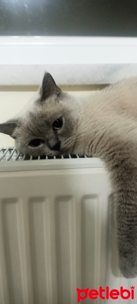 British Shorthair, Kedi  Koko fotoğrafı