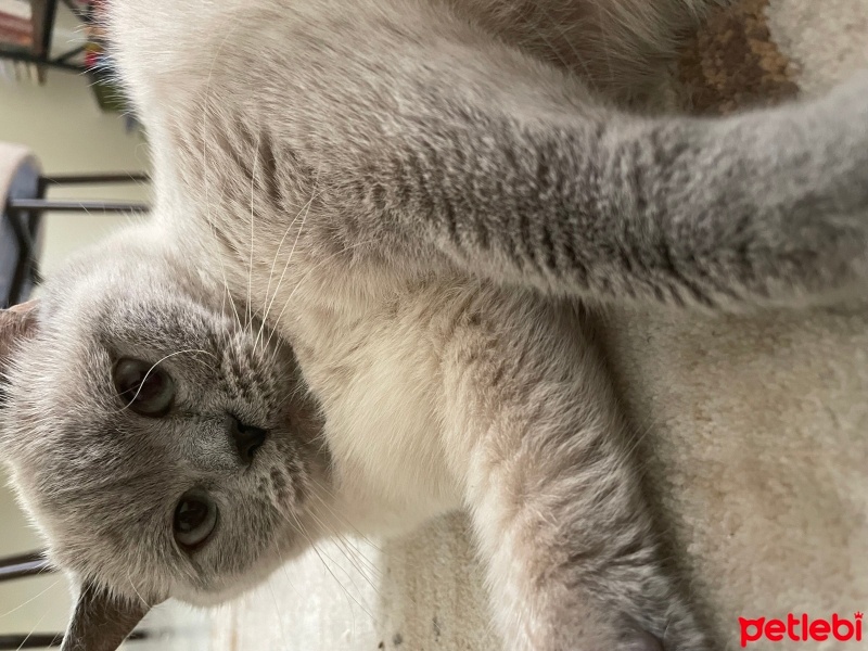 British Shorthair, Kedi  Koko fotoğrafı