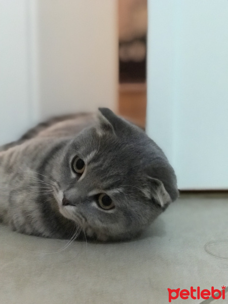 Scottish Fold, Kedi  Üzüm  fotoğrafı