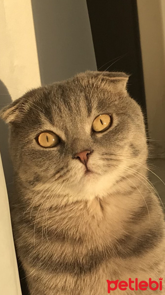 Scottish Fold, Kedi  Üzüm  fotoğrafı