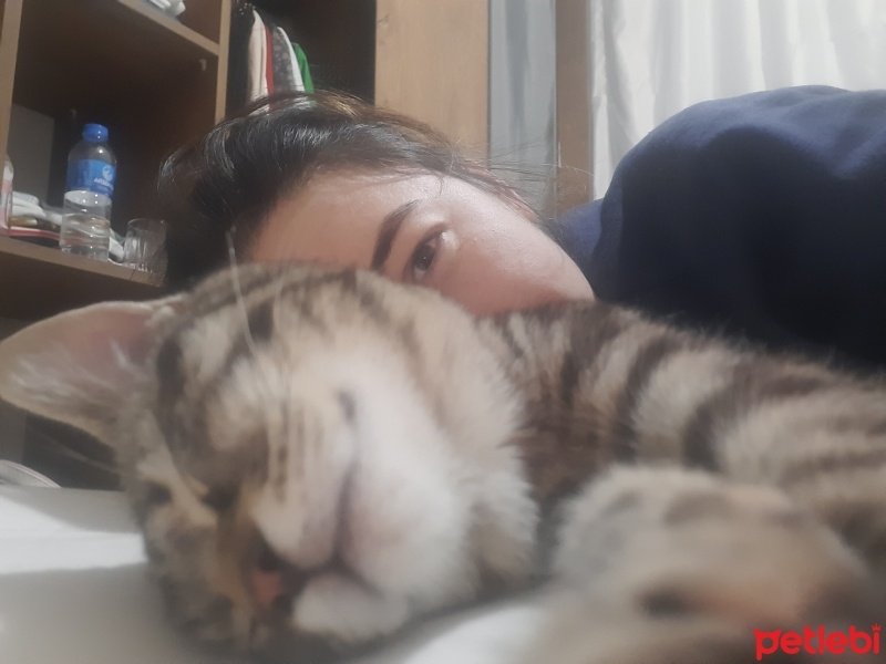 Tekir Kedi, Kedi  Şapşik fotoğrafı