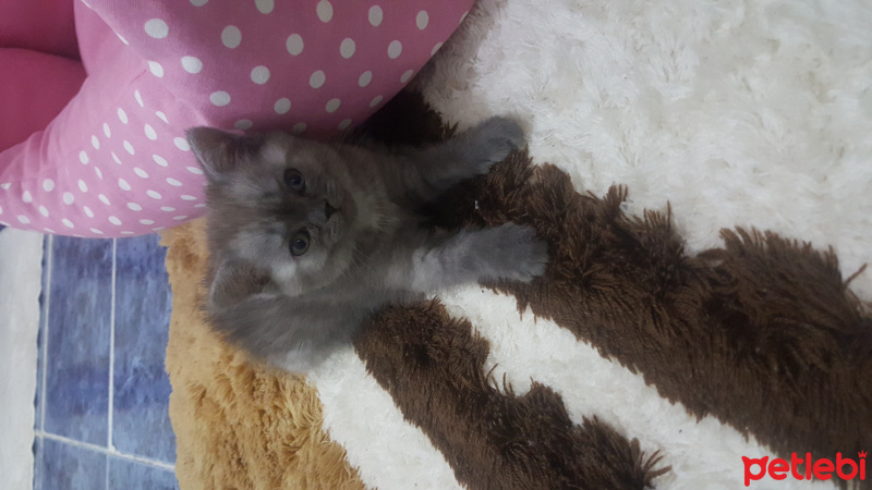 British Shorthair, Kedi  Duman fotoğrafı