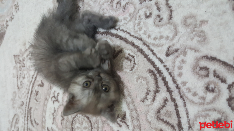 British Shorthair, Kedi  Duman fotoğrafı