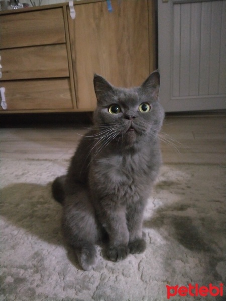 Mavi Rus, Kedi  Loki fotoğrafı