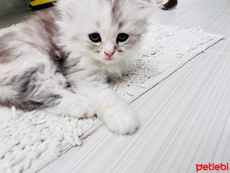 Scottish Fold, Kedi  Fıstık fotoğrafı