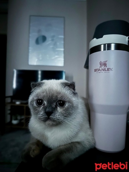 Scottish Fold, Kedi  Eva fotoğrafı