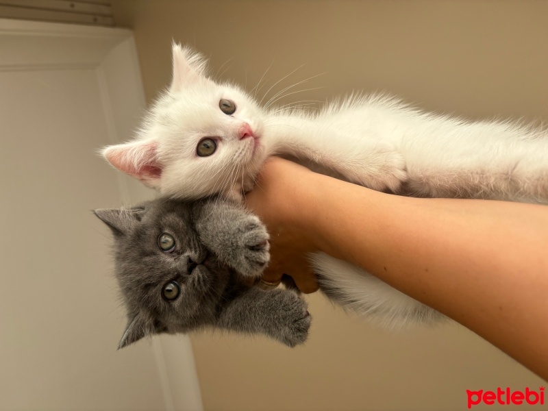 Scottish Fold, Kedi  Luna ve bulut fotoğrafı