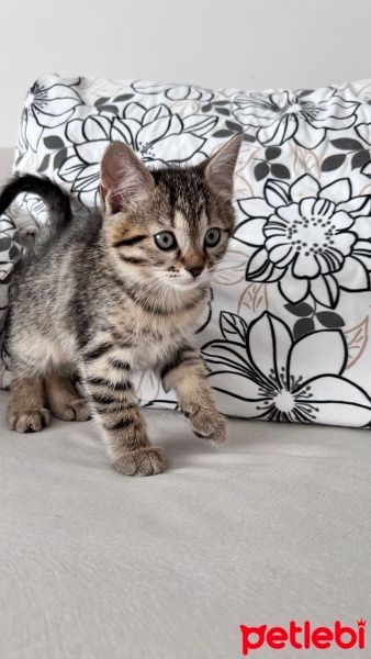 American Wirehair, Kedi  Fiko fotoğrafı
