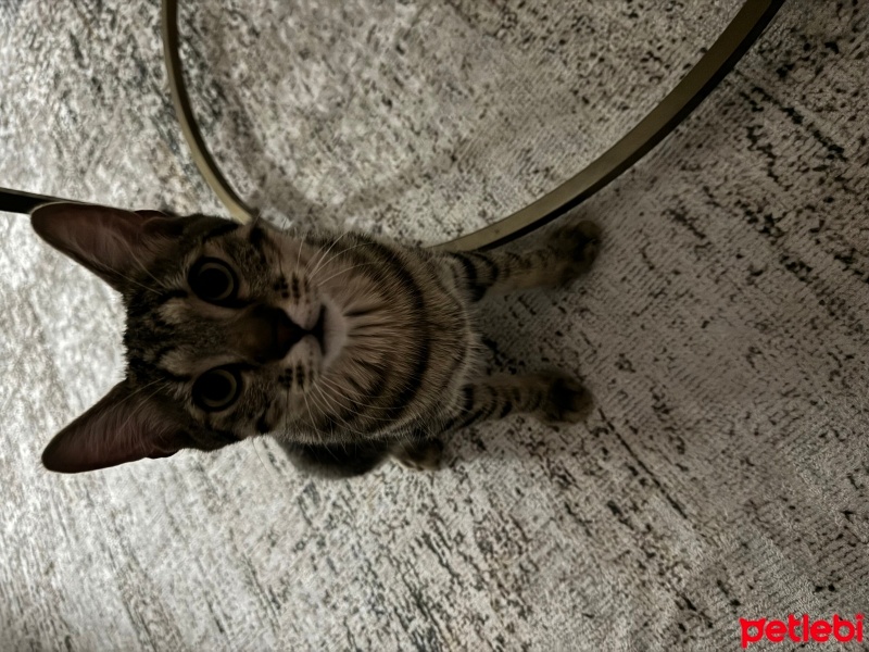 American Wirehair, Kedi  Fiko fotoğrafı