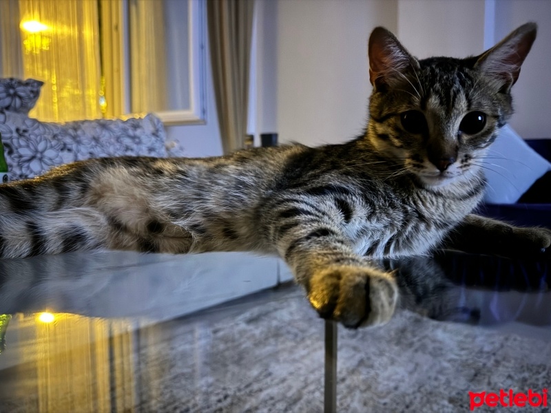 American Wirehair, Kedi  Fiko fotoğrafı
