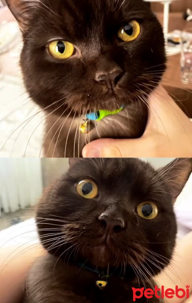 British Shorthair, Kedi  Oskar fotoğrafı