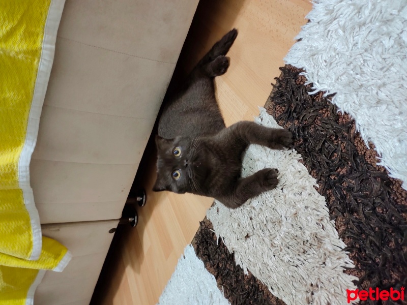 British Shorthair, Kedi  İsimsiz fotoğrafı