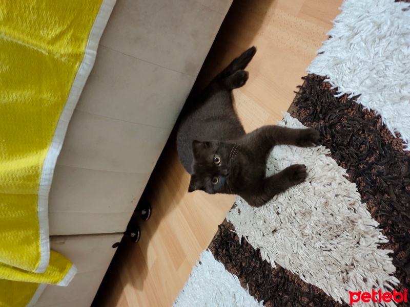 British Shorthair, Kedi  İsimsiz fotoğrafı