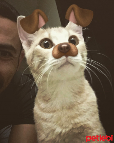Soke, Kedi  Kaju fotoğrafı
