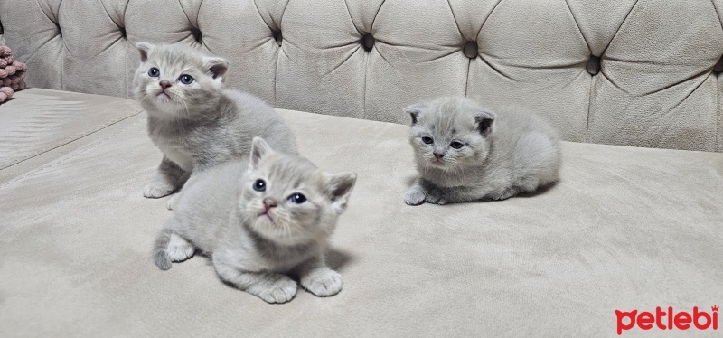 British Shorthair, Kedi  Adres.kömür.duman fotoğrafı