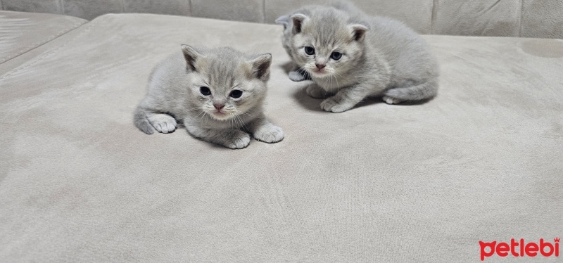 British Shorthair, Kedi  Adres.kömür.duman fotoğrafı