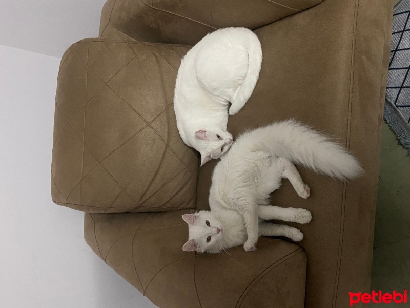 British Longhair, Kedi  Pamuk mia fotoğrafı