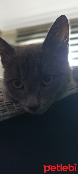 Mavi Rus, Kedi  Duman fotoğrafı