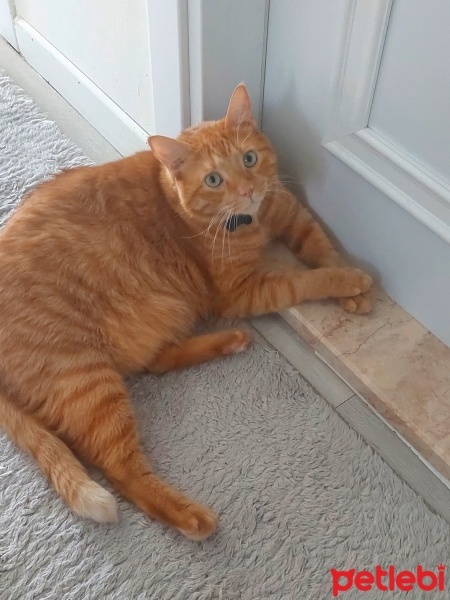 Sarman, Kedi  Kraker fotoğrafı