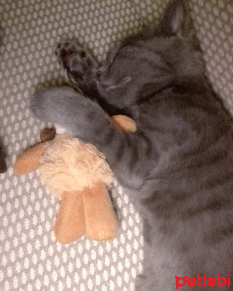 British Shorthair, Kedi  Venüs fotoğrafı