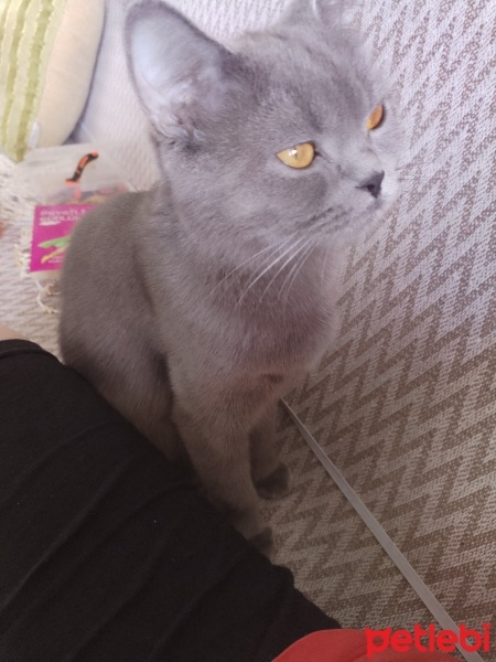 British Shorthair, Kedi  Gece fotoğrafı