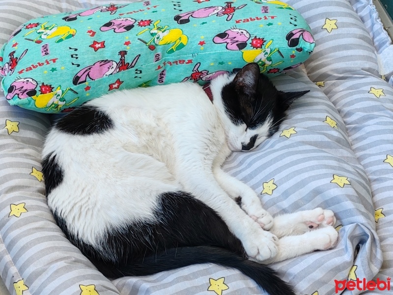 Soke, Kedi  Güneş fotoğrafı