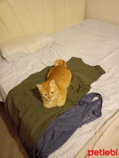 Soke, Kedi  Osman fotoğrafı