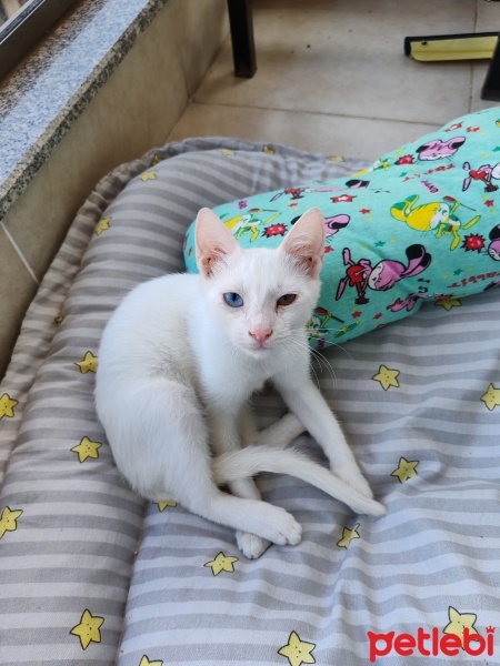Van Kedisi, Kedi  Pamuk fotoğrafı