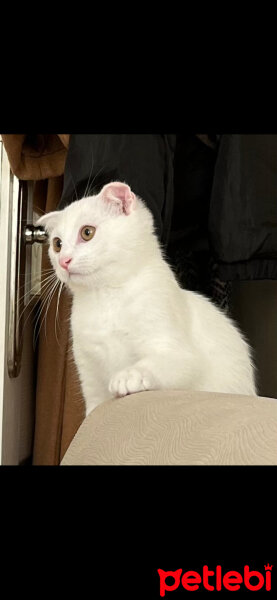 Scottish Fold, Kedi  Nefes fotoğrafı