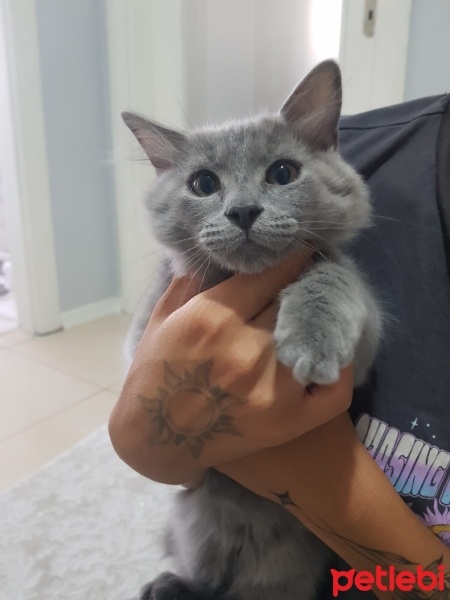 British Shorthair, Kedi  Duman fotoğrafı