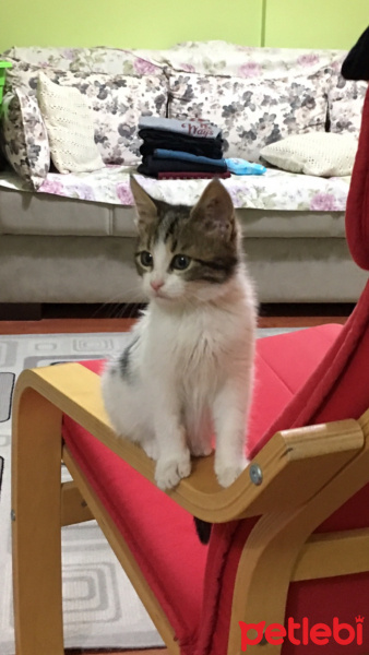 Tekir Kedi, Kedi  Pamuk fotoğrafı