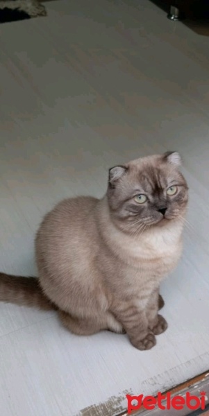 Scottish Fold, Kedi  Badem fotoğrafı