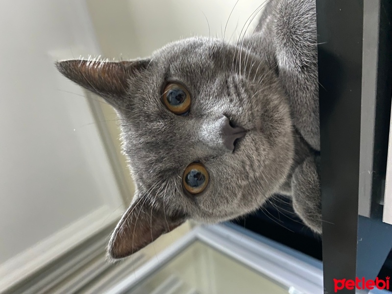 British Shorthair, Kedi  Pablo fotoğrafı
