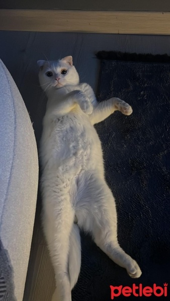 British Shorthair, Kedi  Harry fotoğrafı