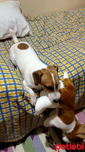 Jack Russell Terrier, Köpek  Rino fotoğrafı