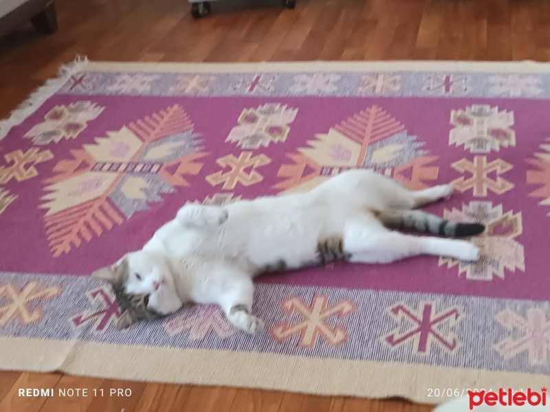 Tekir Kedi, Kedi  Fındık fotoğrafı