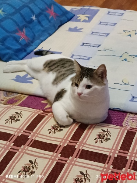 Tekir Kedi, Kedi  Fındık fotoğrafı