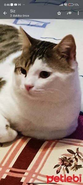 Tekir Kedi, Kedi  Fındık fotoğrafı