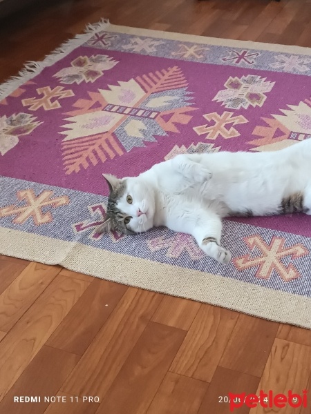 Tekir Kedi, Kedi  Fındık fotoğrafı