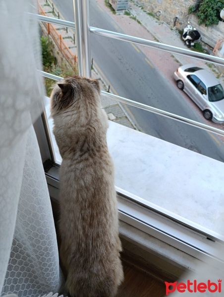 Scottish Fold, Kedi  Gofret fotoğrafı