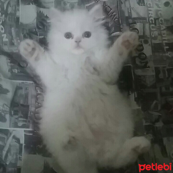 Chinchilla, Kedi  Mia fotoğrafı