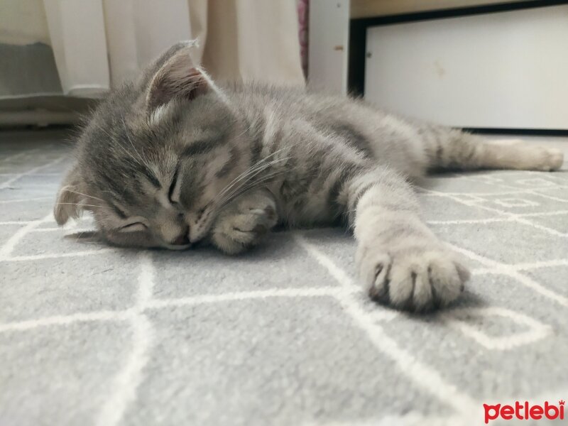 Scottish Fold, Kedi  Misa fotoğrafı